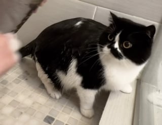 Illustration de l'article : &laquo; Si je ne te vois pas, tu ne me vois pas &raquo;, persuad&eacute; d'&ecirc;tre devenu invisible, ce chat a trouv&eacute; la pire cachette (vid&eacute;o)