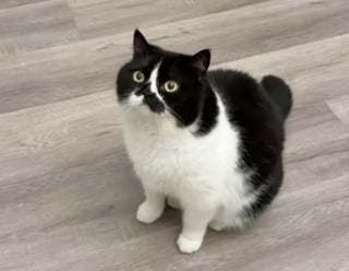 Illustration de l'article : &laquo; Si je ne te vois pas, tu ne me vois pas &raquo;, persuad&eacute; d'&ecirc;tre devenu invisible, ce chat a trouv&eacute; la pire cachette (vid&eacute;o)