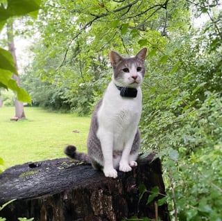 Illustration de l'article : Sous 50°C, un homme rampe sous une citerne pour extraire un chaton à bout de forces