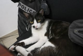 Illustration de l'article : Après avoir enquêté sur ce chat venu gratter à leur porte, ces policiers lorrains lui ont trouvé un rôle officiel