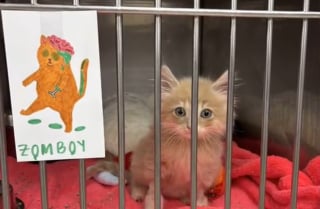 Illustration de l'article : « Je n’entendais pas son cœur battre » : ce chaton de 8 semaines a soudainement repris son souffle aux urgences