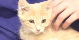 Illustration de l'article : « Je n’entendais pas son cœur battre » : ce chaton de 8 semaines a soudainement repris son souffle aux urgences