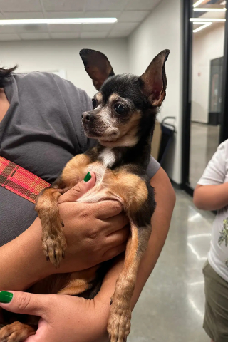 Illustration de l'article : Retrouv&eacute;e errante apr&egrave;s des temp&ecirc;tes, cette vieille Chihuahua &eacute;tait en r&eacute;alit&eacute; recherch&eacute;e depuis 12 ans