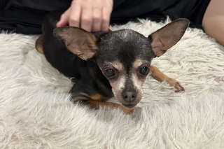 Illustration de l'article : Retrouv&eacute;e errante apr&egrave;s des temp&ecirc;tes, cette vieille Chihuahua &eacute;tait en r&eacute;alit&eacute; recherch&eacute;e depuis 12 ans