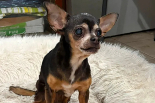 Illustration de l'article : Retrouv&eacute;e errante apr&egrave;s des temp&ecirc;tes, cette vieille Chihuahua &eacute;tait en r&eacute;alit&eacute; recherch&eacute;e depuis 12 ans