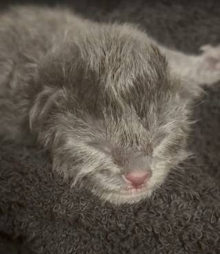 Illustration de l'article : Alert&eacute;e par des pleurs sous 38&deg;C, cette femme d&eacute;couvre un chaton nouveau-n&eacute; coinc&eacute; dans son moteur (vid&eacute;o)