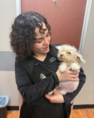 Illustration de l'article : Un jeune garçon donne l'alerte après avoir découvert un chiot piégé dans un égout