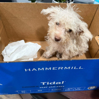 Illustration de l'article : Un jeune garçon donne l'alerte après avoir découvert un chiot piégé dans un égout