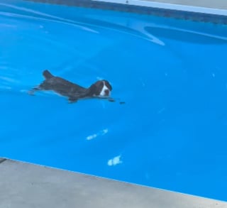 Illustration de l'article : Prête à tout pour plonger dans la piscine, cette chienne a trouvé la ruse parfaite pour sortir (vidéo)
