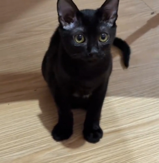 Illustration de l'article : Filmé en pleine nuit, ce minuscule chaton noir sprinte vers cette femme pour lui sauter dans les bras (vidéo)