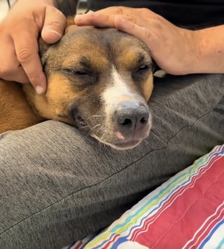 Illustration de l'article : Abandonnée sur le perron après un déménagement, cette chienne a attendu sa famille pendant des jours (vidéo)