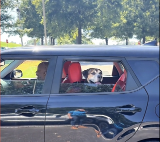 Illustration de l'article : Abandonné à 8 ans suite à un déménagement, ce chien guette le retour de sa famille au refuge (vidéo)