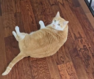 Illustration de l'article : Triste et déboussolé, ce chat roux cherche en miaulant son humain après son départ pour l’université (vidéo)