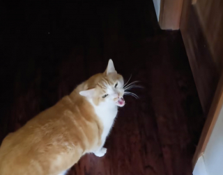 Illustration de l'article : Triste et déboussolé, ce chat roux cherche en miaulant son humain après son départ pour l’université (vidéo)