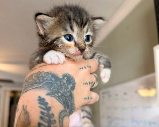 Illustration de l'article : Pour attraper cette chatte méfiante qui cachait ses chatons dans des toilettes, elle tente une ruse avec son téléphone