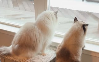 Illustration de l'article : 2 Ragdolls l&rsquo;observaient depuis la fen&ecirc;tre : cette chatte errante partage d&eacute;sormais leur foyer