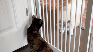 Illustration de l'article : 2 Ragdolls l&rsquo;observaient depuis la fen&ecirc;tre : cette chatte errante partage d&eacute;sormais leur foyer
