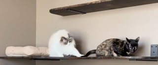 Illustration de l'article : 2 Ragdolls l&rsquo;observaient depuis la fen&ecirc;tre : cette chatte errante partage d&eacute;sormais leur foyer