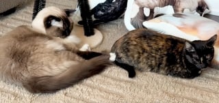 Illustration de l'article : 2 Ragdolls l&rsquo;observaient depuis la fen&ecirc;tre : cette chatte errante partage d&eacute;sormais leur foyer