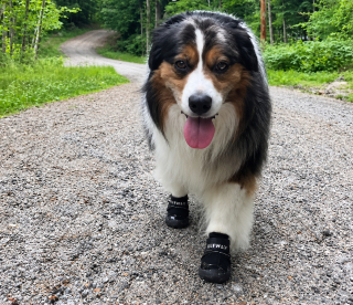 Illustration de l'article : Ce chien refuse de faire demi-tour, mais sa ma&icirc;tresse a rep&eacute;r&eacute; une ourse et ses petits pr&egrave;s du sentier (vid&eacute;o)