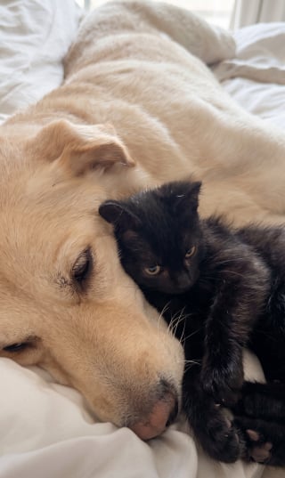 Illustration de l'article : Orphelin, ce chaton se blottit en toute confiance contre un grand chien (vid&eacute;o)