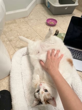 Illustration de l'article : Cette chatte abandonnée se cache dans son sac, sa famille d’accueil lui redonne confiance (vidéo)