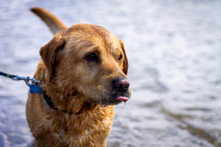Illustration de l'article : Les chiens peuvent-ils boire l’eau de la mer pour s’hydrater ?