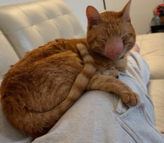 Illustration de l'article : Le nez de cette chatte grossit apr&egrave;s une infection, mais elle continue de vivre normalement