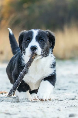 Illustration de l'article : 20 photos d&rsquo;animaux qui ont d&eacute;cid&eacute; de rendre le monde plus mignon
