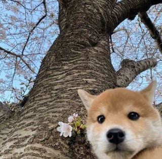 Illustration de l'article : 20 photos d&rsquo;animaux qui ont d&eacute;cid&eacute; de rendre le monde plus mignon