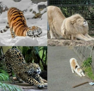 Illustration de l'article : 20 photos d&rsquo;animaux qui ont d&eacute;cid&eacute; de rendre le monde plus mignon