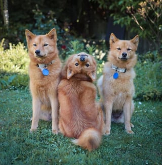 Illustration de l'article : 20 photos d&rsquo;animaux qui ont d&eacute;cid&eacute; de rendre le monde plus mignon