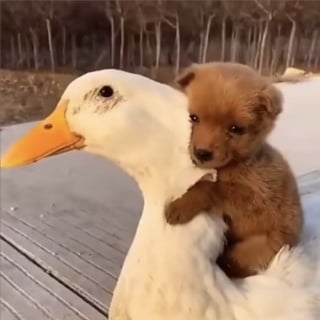 Illustration de l'article : 20 photos d&rsquo;animaux qui ont d&eacute;cid&eacute; de rendre le monde plus mignon