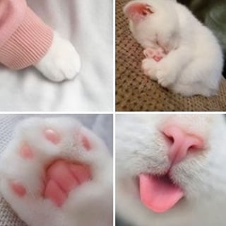 Illustration de l'article : 20 photos d&rsquo;animaux qui ont d&eacute;cid&eacute; de rendre le monde plus mignon