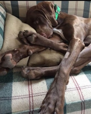 Illustration de l'article : 15 chiens qui ont fait des positions étranges leur spécialité