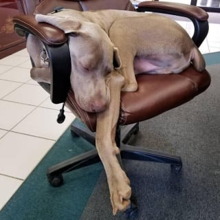 Illustration de l'article : 15 chiens qui ont fait des positions étranges leur spécialité