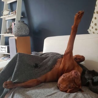 Illustration de l'article : 15 chiens qui ont fait des positions étranges leur spécialité