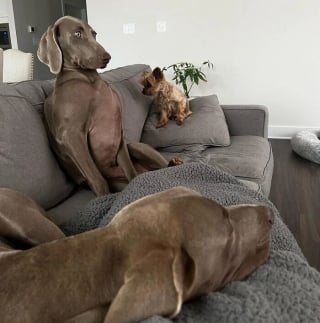 Illustration de l'article : 15 chiens qui ont fait des positions étranges leur spécialité