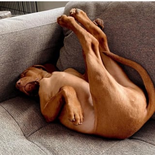 Illustration de l'article : 15 chiens qui ont fait des positions étranges leur spécialité