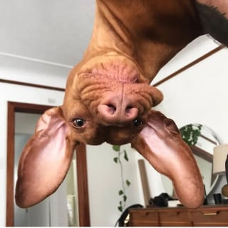 Illustration de l'article : 15 chiens qui ont fait des positions étranges leur spécialité