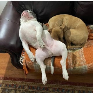 Illustration de l'article : 15 chiens qui ont fait des positions étranges leur spécialité
