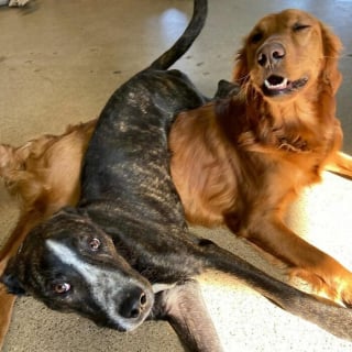 Illustration de l'article : 15 chiens qui ont fait des positions étranges leur spécialité