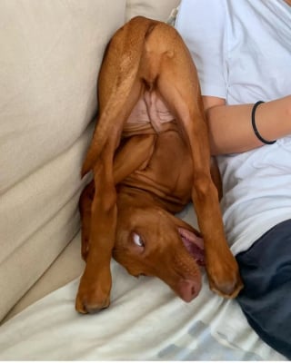 Illustration de l'article : 15 chiens qui ont fait des positions étranges leur spécialité