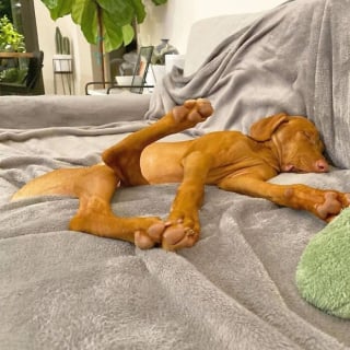 Illustration de l'article : 15 chiens qui ont fait des positions étranges leur spécialité
