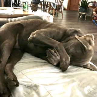 Illustration de l'article : 15 chiens qui ont fait des positions étranges leur spécialité
