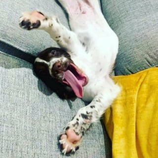 Illustration de l'article : 15 chiens qui ont fait des positions étranges leur spécialité