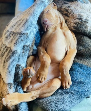 Illustration de l'article : 15 chiens qui ont fait des positions étranges leur spécialité
