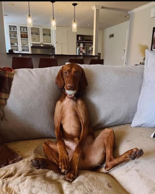 Illustration de l'article : 15 chiens qui ont fait des positions étranges leur spécialité
