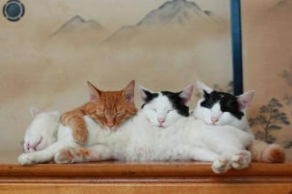 Illustration de l'article : 9 photos qui montrent la complicité des chats lorsqu’ils sont plusieurs