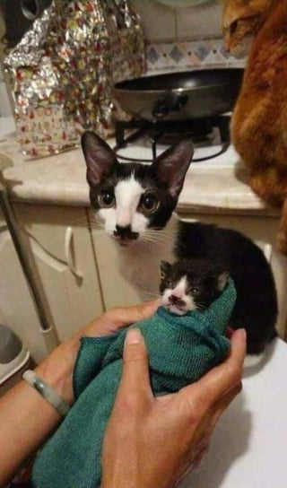 Illustration de l'article : 9 photos qui montrent la complicité des chats lorsqu’ils sont plusieurs